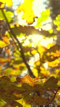 Beautiful autumn colorful leaves in a sunlight.