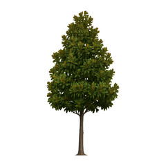 Fototapeta premium PNG Lush green tree isolated PNG