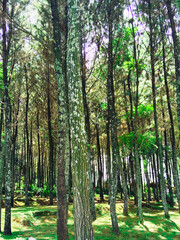 Beautiful Sunny Pine Forest Landscape with Vertical Tree Trunks