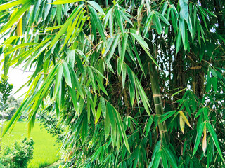 Dense Tropical Bamboo Tree Background with Vibrant Green Foliage