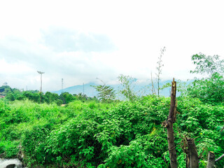 Foggy Mountain Peaks with Lush Green Trees in Cimaung, Bandung, West Java, Indonesia