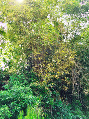 Obraz premium Natural Bamboo Plant Texture for Eco Friendly Design Concept