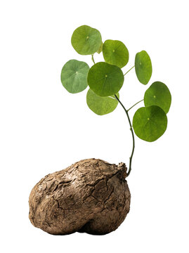 Stephania Erecta Caudex Plant with Round Green Leaves on Transparent Background