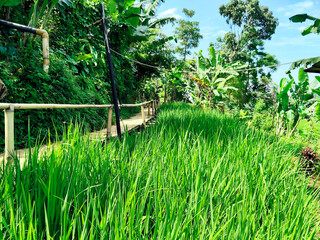Traditional Bamboo Bridge Over Lush Green Paddy Field