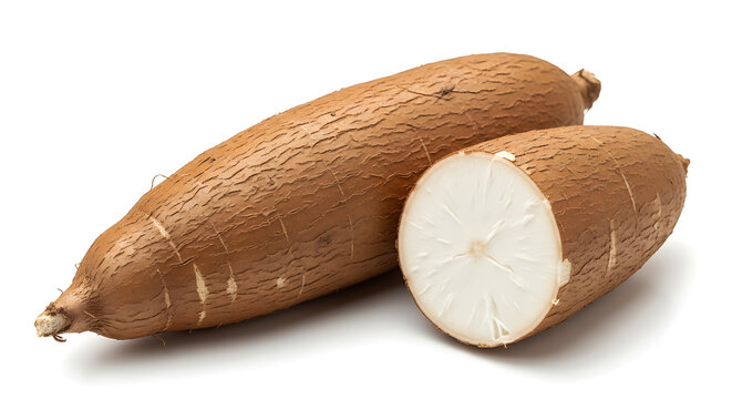 Fresh Cassava Root Whole and Cut Showing White Starchy Core
