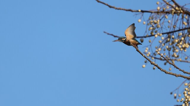 Kingfisher taking off from a Chinese tallow tree branch under the sky