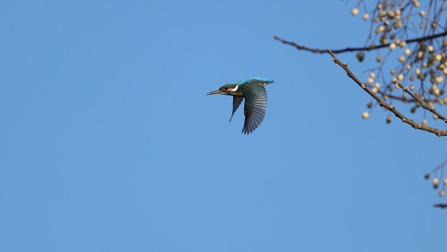 Kingfisher taking off from a Chinese tallow tree branch under the blue sky