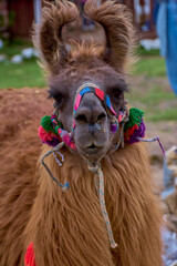 llama de los cuchumatanes Guatemala