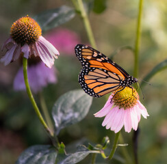 A monarch butterfly resting on coneflowers in soft evening light.
A quiet moment of balance between...