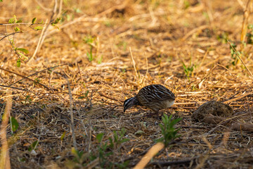 Fototapeta premium Tarangire National Park, Tanzania: Crested Francolin Foraging in the Dry Savanna