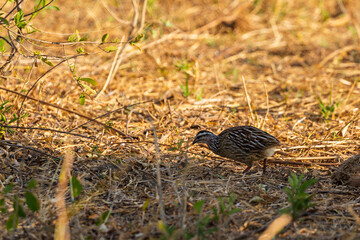Obraz premium Tarangire National Park, Tanzania: Harlequin Quail Foraging in the Savanna