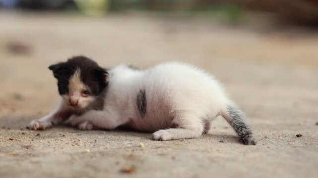 Two adorable newborn kittens, one white and one black and white, huddling together on a sandy ground outdoors