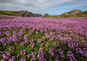 Obraz premium Crimson Bloom: Vista of a Flower Carpet by the Cliffs