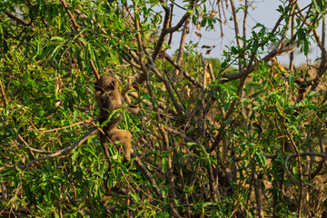 Tarangire National Park, Tanzania: Baboon Camouflage in the African Bush