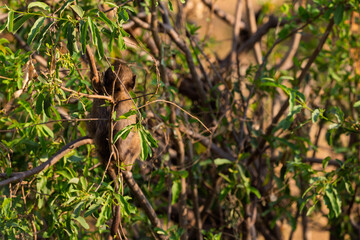Obraz premium Tarangire National Park, Tanzania: Camouflaged Baboon Infant in the Savanna Bush
