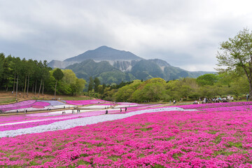 日本：羊山公園／「芝桜の丘」と武甲山の風景／埼玉県秩父市・4月