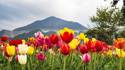 日本：羊山公園／武甲山を背景にしたチューリップ（Tulipa）【芝桜の丘】埼玉県秩父市・4月