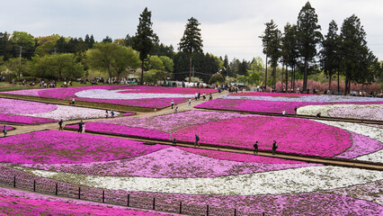 日本：羊山公園／観光客でにぎわう「芝桜の丘」／埼玉県秩父市・4月