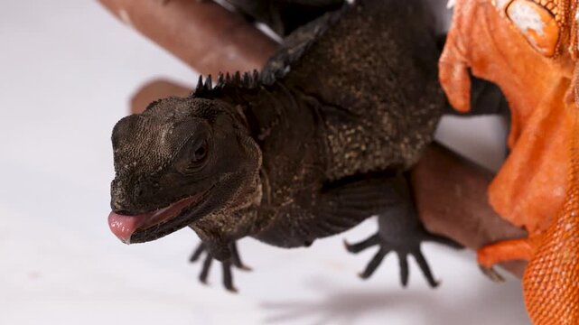 Black Sailfin Lizard Opening Mouth and Flicking Tongue on White Background