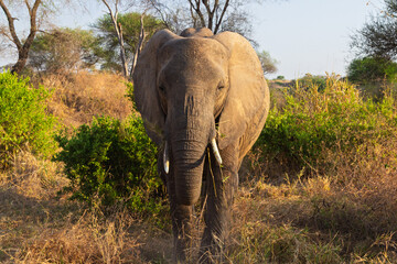 Fototapeta premium Tarangire National Park, Tanzania - September 29th, 2025: Majestic Elephant's Golden Hour Approach