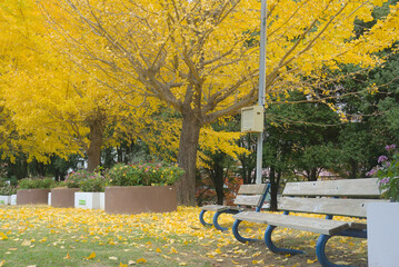 イチョウの木とベンチ