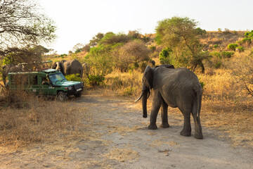 Tarangire National Park, Tanzania - September 29th, 2025: African Elephants Walking Past a Safari Jeep on a Dusty Game Drive.