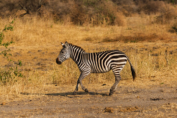Obraz premium Tarangire National Park, Tanzania - September 29th, 2025: Majestic Plains Zebra in the Golden Light of Tarangire