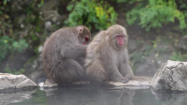 Two adult macaques sit together on rocks near a hot spring onsen. One macaque carefully grooms the other&rsquo;s fur, continuing calm social grooming behavior.