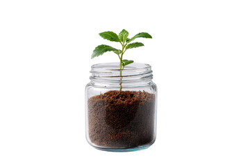 Small green plant growing in soil inside a clear glass jar on black seedling growth, Png, Isolated on Transparent Background, Cut Out