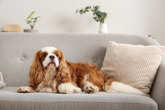 Adorable cavalier King Charles spaniel lying on sofa at home