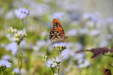 Obraz premium Gulf Fritillary Butterfly Feeding From Native Mistflower