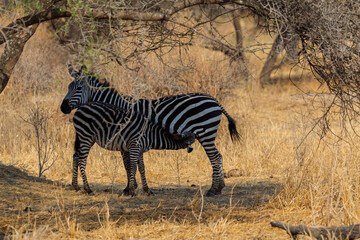 Obraz premium Tarangire National Park, Tanzania - September 29th, 2025: Golden Light Nursing: A Zebra Mother and Calf's Serene Bond