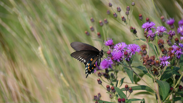 Black Swallowtail Butterfly Feeding From A Native Ironweed Flower