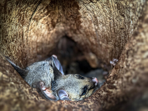 Cute Possums Sharing Tree Hollow in Natural Habitat