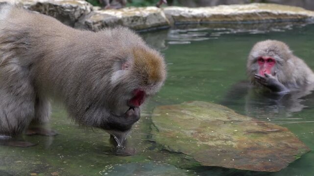 Two adult macaques stands in shallow onsen water and quickly pick up scattered food. They eat eagerly, repeatedly glancing around while using fast hand movements to bring food to their mouths.