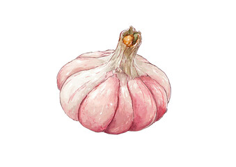Digitally painted, realistic, detailed garlic bulb illustration against a stark black backdrop