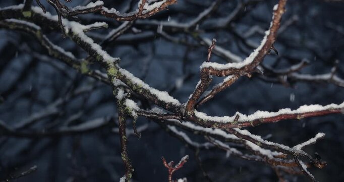 Falling snow on tree branches in the evening