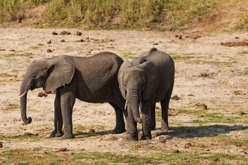 Obraz premium Tarangire National Park, Tanzania - September 29th, 2025: Mother and Calf Elephants Digging for Water in Arid Tarangire