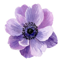 A delicate purple anemone flower, illustrated with watercolor techniques, presented on a black background