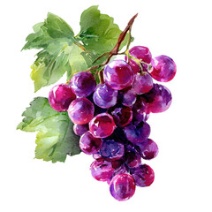 Watercolor painting showcasing a cluster of ripe purple grapes with green leaves