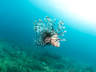 水中を遊泳するミノカサゴ