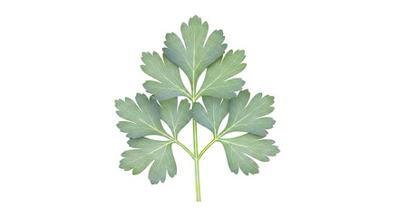 Green Parsley Leaf with Serrated Edges