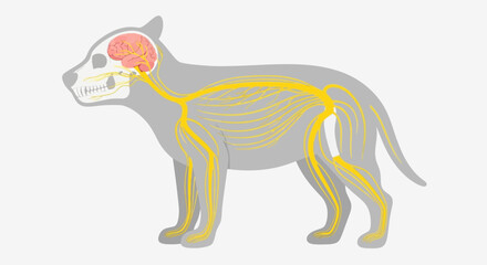 Fototapeta premium Illustration of a cat's nervous system and skeletal structure viewed from the side