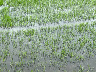 Obraz premium paddy rice fields, agriculture