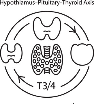 Hypothalamus Pituitary Thyroid Axis Medical Diagram Illustration Vector