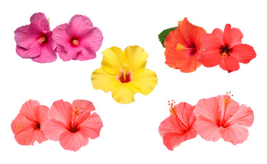 vibrant tropical hibiscus flowers in a variety of bright colors, including pink, yellow, orange, and red, arranged aesthetically on a transparent background. © Kenna