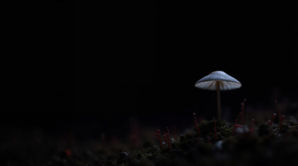 magic mushroom in the forest