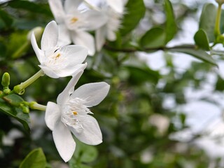 Fototapeta premium Close-up of two white crepe jasmine flowers with buds and green leaves covered in water droplets.