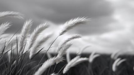 Delicate Feathers of Grass Swaying Gently in a Windy Field Under Dramatic Gray Clouds