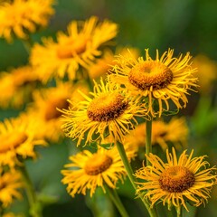 Close-up of bright yellow elecampane flowers with frilly petals and brown centers against a blurred green background